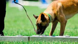 scent for dog training